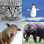 Pairs - train memory and concentration icon