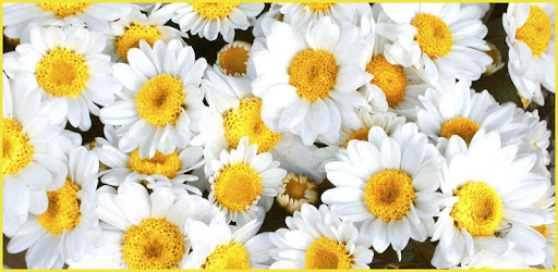 Free Wallpapers for Mobile PC screenshot Free Wallpapers for Mobile PC screenshot