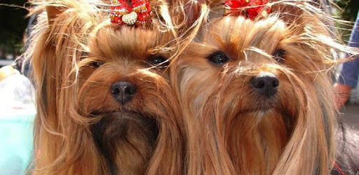 Yorkshire Terriers Jigsaw Game PC screenshot Yorkshire Terriers Jigsaw Game PC screenshot