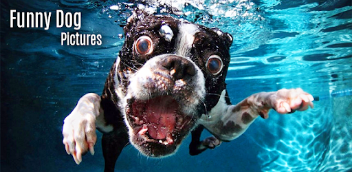 Funny Dog Pictures PC screenshot