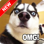 Funny Dog Pictures icon