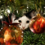 Advent Calendar Christmas Cats for PC Advent Calendar Christmas Cats for PC