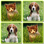 Matching Madness - Animals icon