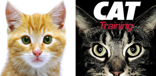 Cat Training PC screenshot
