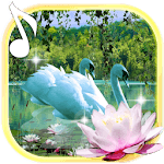 Swans and Lilies LWP icon