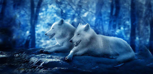 Wild Wolf HD live wallpaper PC screenshot