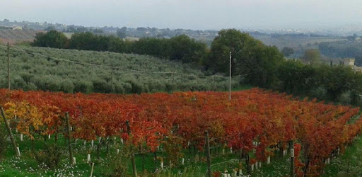 DOC.G Italian Wines PC screenshot DOC.G Italian Wines PC screenshot
