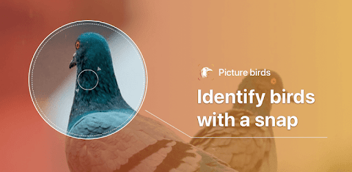Picture Bird - Bird Identifier PC screenshot Picture Bird - Bird Identifier PC screenshot