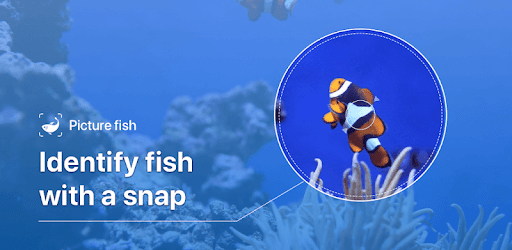 Picture Fish - Fish Identifier PC screenshot