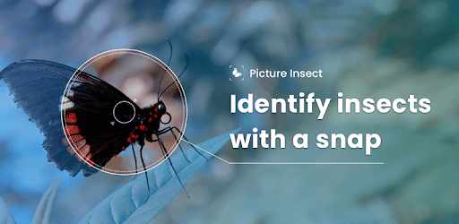 Picture Insect - Bug Identifier PC screenshot