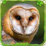 Furious Owl Simulator icon