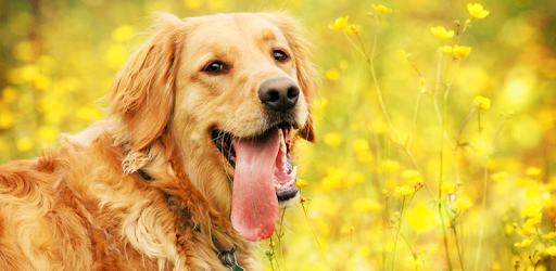 Golden Retriever Wallpaper PC screenshot Golden Retriever Wallpaper PC screenshot