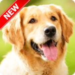 Golden Retriever Wallpaper for PC Golden Retriever Wallpaper for PC