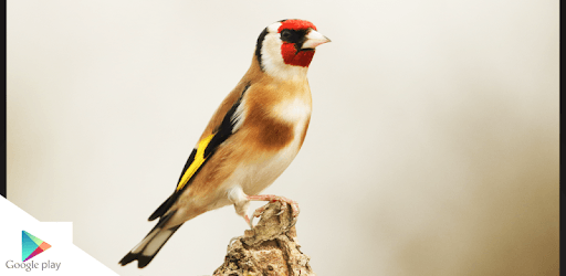 Goldfinch Master Mp3 PC screenshot