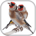 Goldfinch Master Mp3 icon