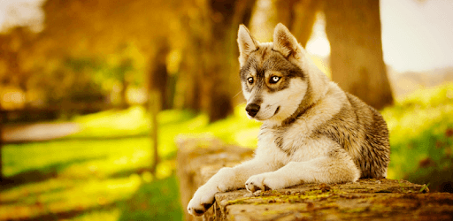 Husky dog Wallpapers FullHD (backgrounds & themes) PC screenshot