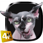 Sphynx Cat Live Wallpaper for PC Sphynx Cat Live Wallpaper for PC