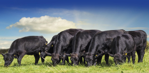 Cattle Market Mobile PC screenshot