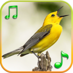 Birds Sounds Ringtones icon