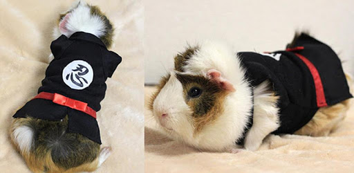 Guinea Pig Clothes PC screenshot