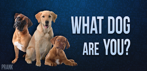 What dog are you Face scanner PC screenshot