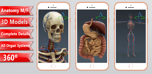 Human 3D Anatomy:Organs and Bones PC screenshot