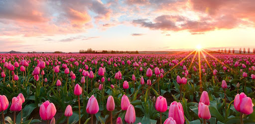 Tulips Live Wallpaper PC screenshot Tulips Live Wallpaper PC screenshot