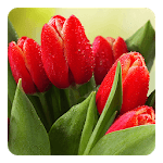 Tulips Live Wallpaper for PC Tulips Live Wallpaper for PC