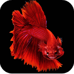 HD Betta Fish Wallpapers icon