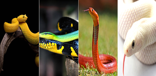 Snake Wallpaper PC screenshot Snake Wallpaper PC screenshot