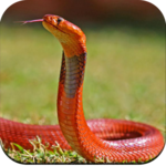 Snake Wallpaper for PC Snake Wallpaper for PC