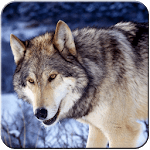 Night Wolf HD Wallpaper for PC Night Wolf HD Wallpaper for PC