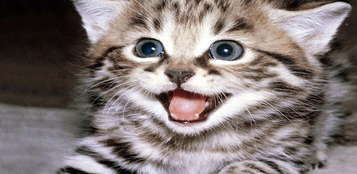 Cute Kitten Wallpaper PC screenshot