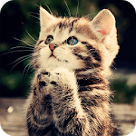 Cute Kitten Wallpaper icon
