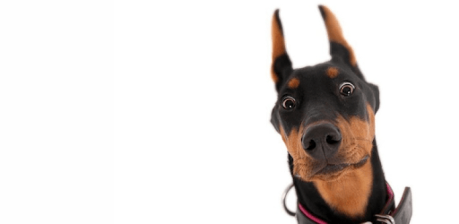 Sounds of dogs - play, tease, teach the dog PC screenshot