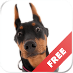 Sounds of dogs - play, tease, teach the dog icon