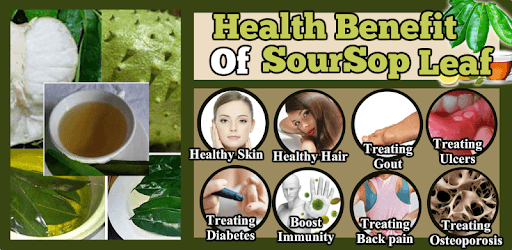 Health Benefit Of Soursop+Leaf PC screenshot