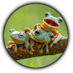 Find The Frog icon