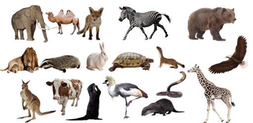 Natural Sounds of the Animals PC screenshot Natural Sounds of the Animals PC screenshot