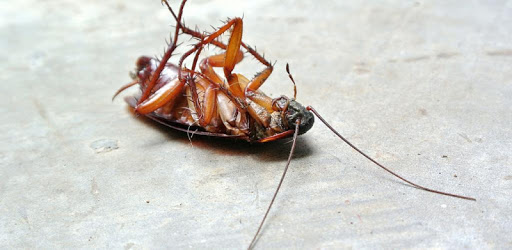 Anti Cockroach PC screenshot