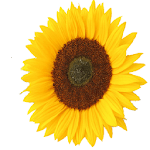 Flower Battery Indicator for PC Flower Battery Indicator for PC