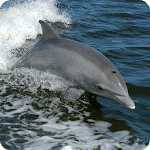 Dolphins & Whales - Wallpapers for PC
