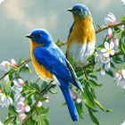 Singing Birds Live Wallapaper for PC Singing Birds Live Wallapaper for PC