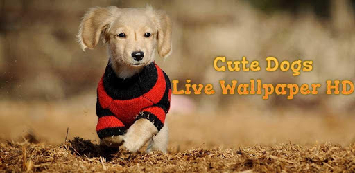 Cute Dogs Live Wallpaper HD PC screenshot Cute Dogs Live Wallpaper HD PC screenshot