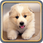 Cute Dogs Live Wallpaper HD for PC Cute Dogs Live Wallpaper HD for PC