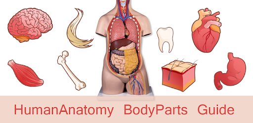 Human Anatomy Body Parts Guide PC screenshot Human Anatomy Body Parts Guide PC screenshot