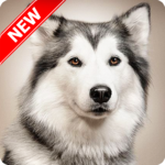 Husky Wallpaper for PC