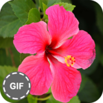 Flower GIF Collection for PC Flower GIF Collection for PC