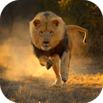 Real Lion Simulator 2017 for PC
