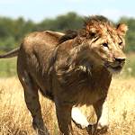 Wild Lion Attack 3D for PC